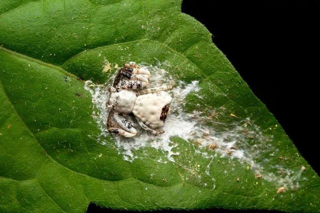 ترفند جالب یک نوع عنکبوت برای شکار نشدن! | جانوری که خودش را شبیه مدفوع پرنده می‌کند