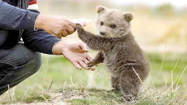 انسان، مهم‌ترین تهدید حیات وحش