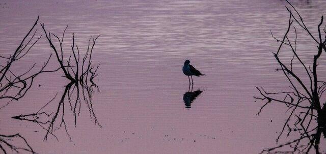 سواحل جنوب سیستان و بلوچستان مقصد ۵۰ نوع پرنده مهاجر