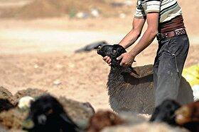 چوپان دروغگو توسط تیم تجسس پاسگاه انتظامی توس دستگیر شد