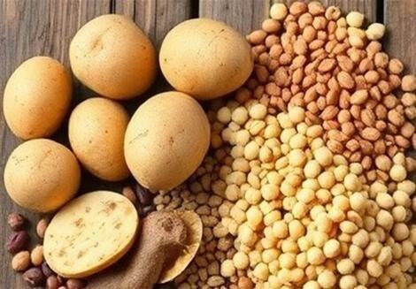 برداشت ۱۳ هزار تن سیب‌زمینی از مزارع ابهر آغاز شد