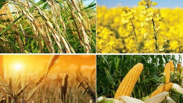 جزئیات کامل بزرگترین بسته اعتباری کشاورزی کرمانشاه