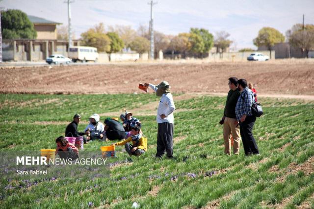 طلوع طلای سرخ در دشت بنفش سرفیروزآباد از توابع کرمانشاه
