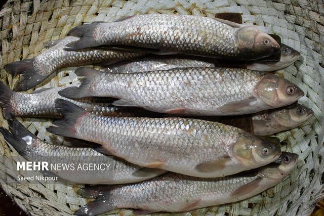 آغاز روند تکمیلی زنجیره ارزش آبزیان با تولید کنسرو ماهی