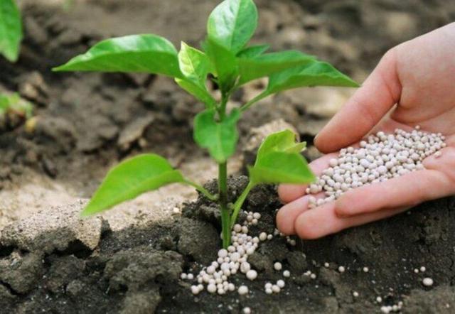 تأمین و توزیع ۸۲۵۰۰ تن کود شیمیایی برای کشاورزان کردستان