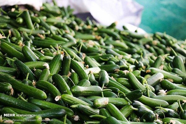 آغاز برداشت خیار نوبرانه در منطقه توکهور و هشتبندی