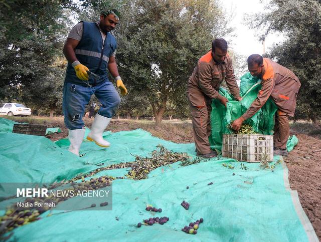 ماده ۴۱ قانون کار بر زمین مانده است
