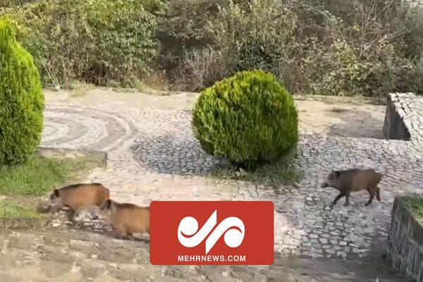 جولان گله گرازهای وحشی در شهر سیریک