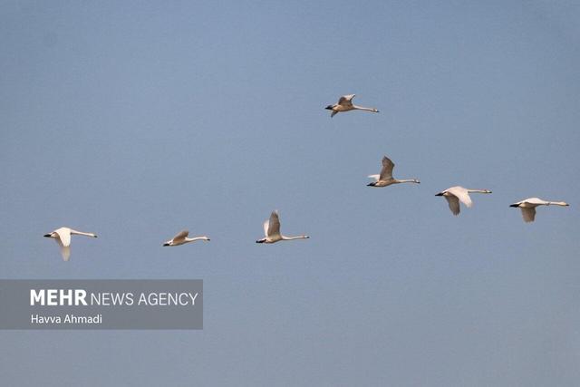 مهمانی پرندگان مهاجر در پناهگاه حیات وحش عباس‌آباد نائین