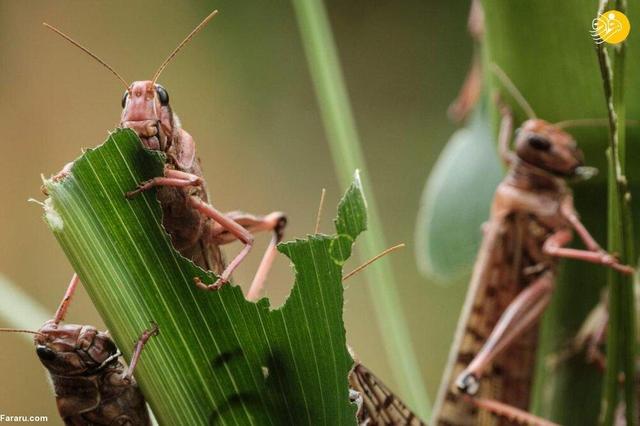 احتمال ورود ملخ صحرایی از هند به استان‌های جنوبی کشور
