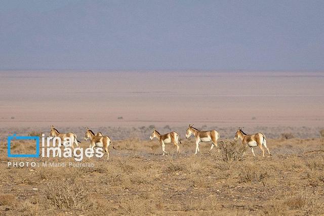 احیای گورخر ایرانی/ افتخاری جهانی در دل کویر سوزان