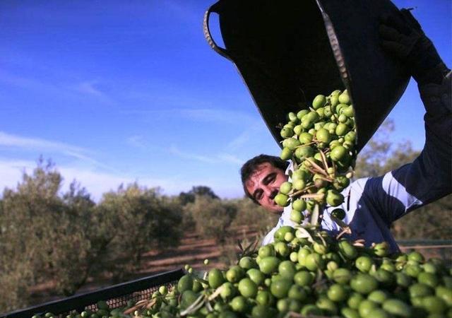 افزون بر ۱۰ هزار تن زیتون از باغ‌های گیلان برداشت شد