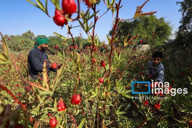 برداشت چای ترش‌