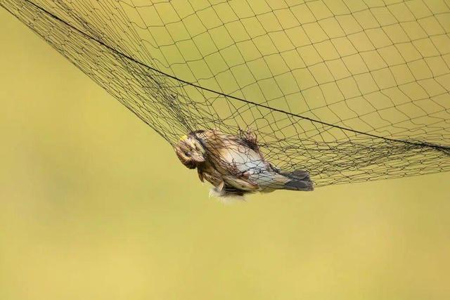 پرندگان مهاجر در تله مه‌آلود؛ بحران خاموش آسیا