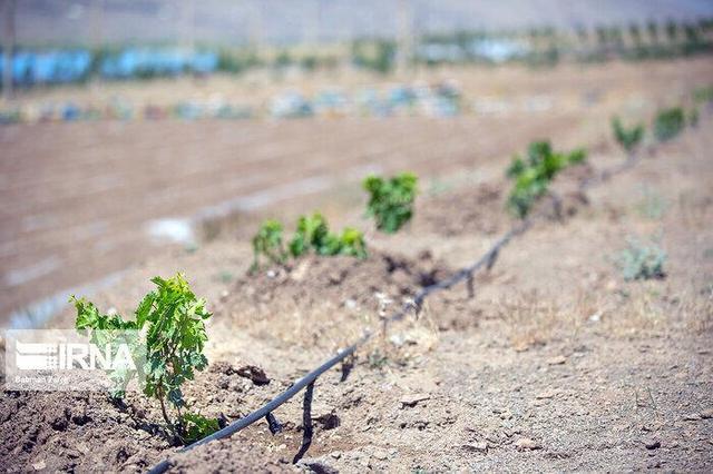 اختصاص ۴۰۰ میلیارد ریال برای طرح‌های کشاورزی مانه خراسان‌شمالی