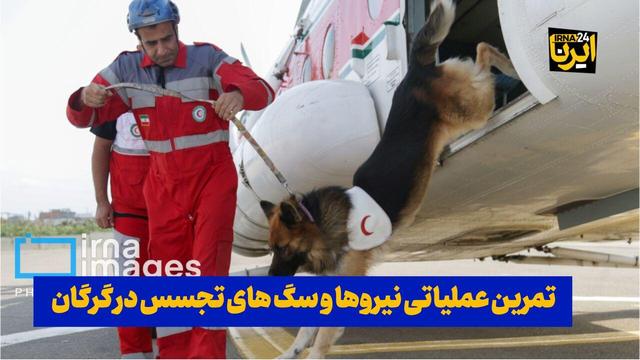 فیلم| تمرین عملیاتی نیروها و سگ های تجسس در گرگان