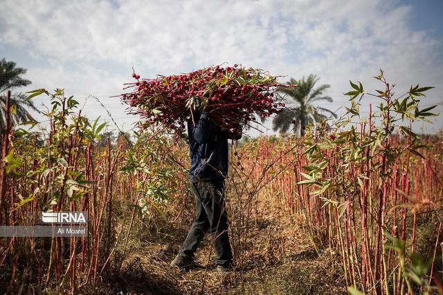 فیلم| چای ترش، مهمان تازه‌نفس سوسنگرد
