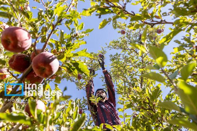 حمایت از کشاورزان آذربایجان‌غربی با خرید توافقی ۲۶ هزار تن سیب و گوجه