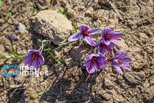 طلای سرخ مازندران؛ ناشناخته اما بازارپسند