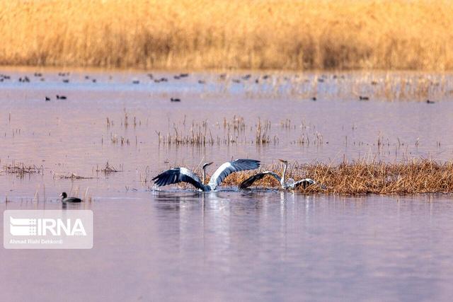 سطح حفاظتی تالاب «مُره» قم ارتقا می‌یابد
