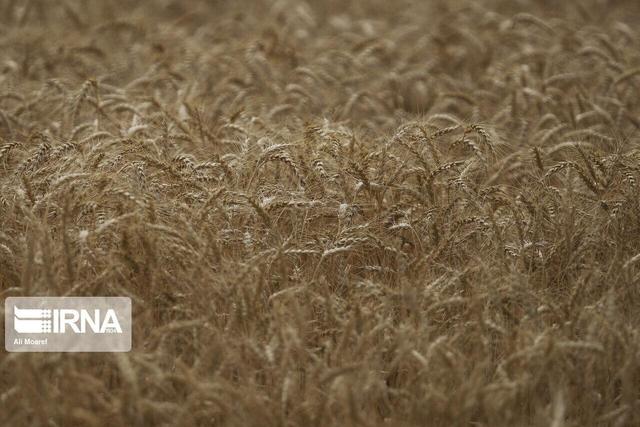 جمع آوری ۷۲۵ میلیارد ریال زکات در استان زنجان