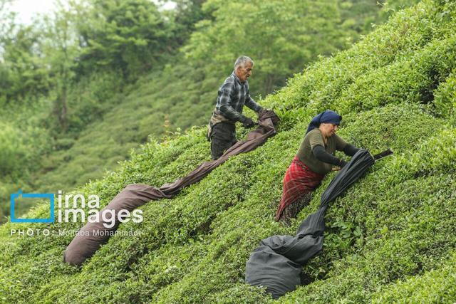 فرماندار لاهیجان از برگزاری جشنواره چای در این شهرستان خبر داد