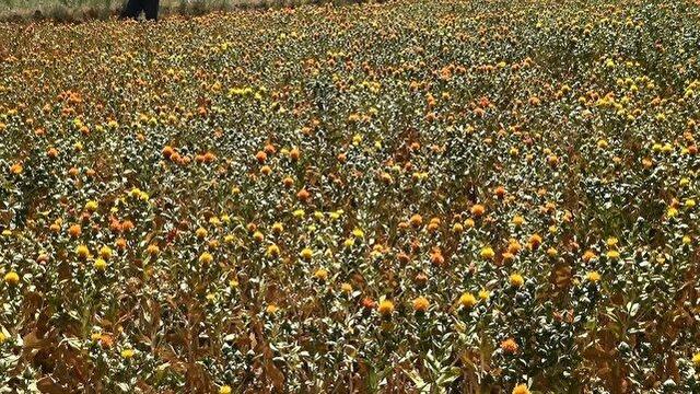 کشت گلرنگ در ۴۰ هکتار از اراضی شهرستان سربیشه