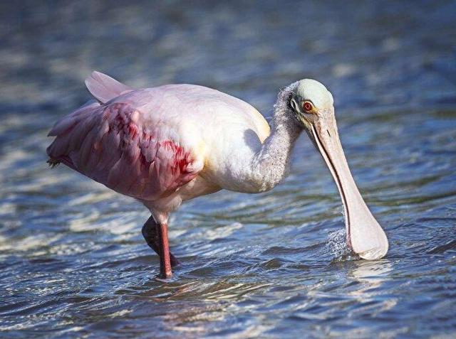 عجیب‌ ترین منقار ها در دنیای پرندگان