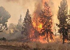 تدوام آتش‌سوزی‌ها در اراضی اشغالی (فیلم)