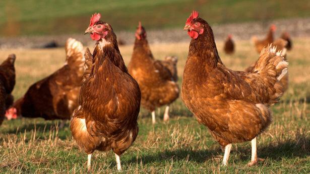 تولید تخم‌مرغ بومی در ایلام ۱۰ درصدی افزایش یافت /خرید جوجه یک‌روزه بومی از مراکز تأیید شده باشد