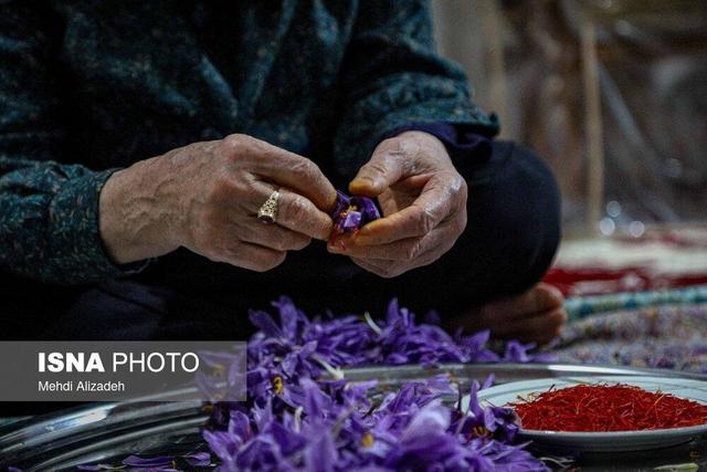 پشتیبانی از زعفران‌کاران وامنان گلستان با حذف واسطه‌ها