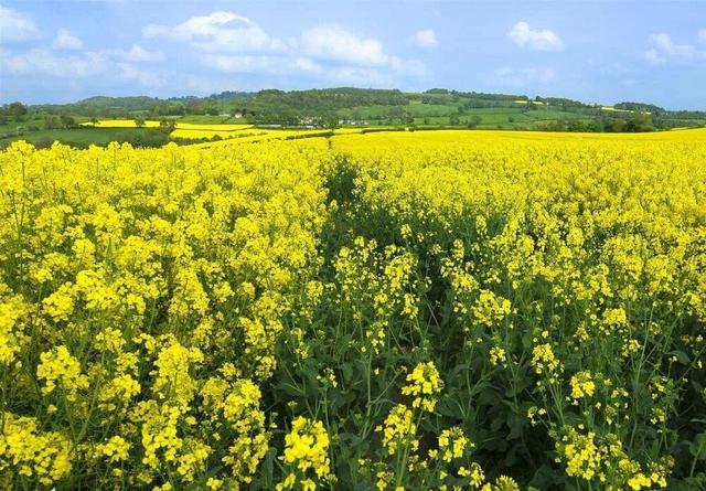 مزارع کلزای خراسان شمالی آماج هدف پرندگان