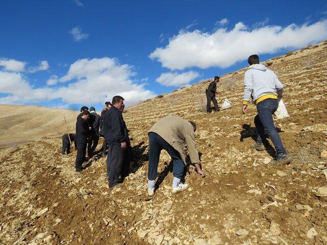۷۰۰ هکتار از مراتع کرمانشاه زیرکشت گیاهان دارویی می‌رود