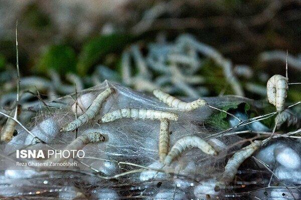 نوغانداری؛ صنعتی ۲۰۰۰ ساله در ایران چشم‌انتظار دستان احیاگر