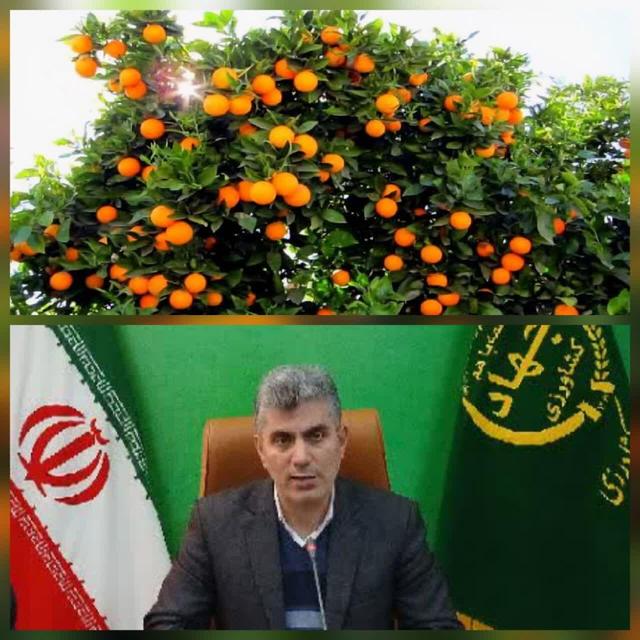 رتبه پنجم استان گیلان در تولید مرکبات کشور
