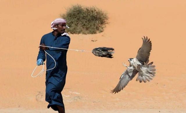 قطر، زنگ خطر حیات وحش منطقه | وقتی اراده سیاسی قاچاق را متوقف می‌ کند