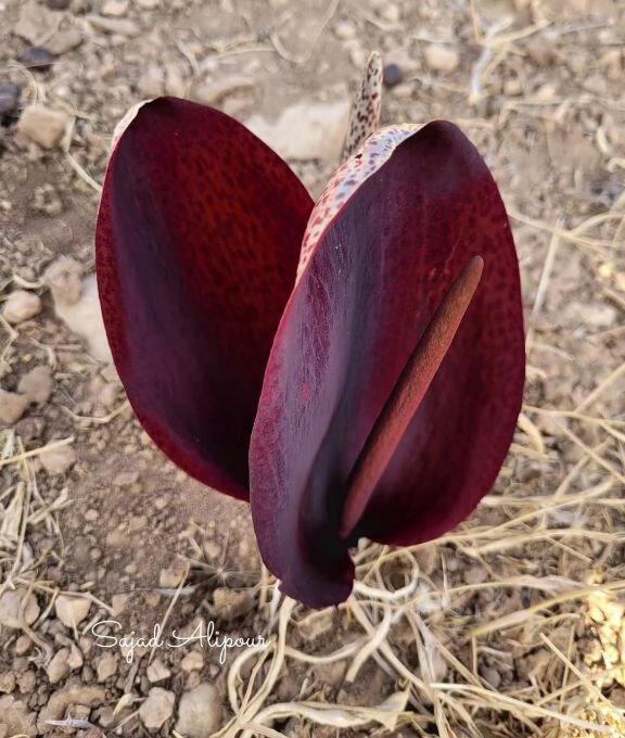 رمز و رازهای گل بی‌ برگ زاگرس | گیاه شگفت‌ انگیزی که از زمین خشک می‌ روید