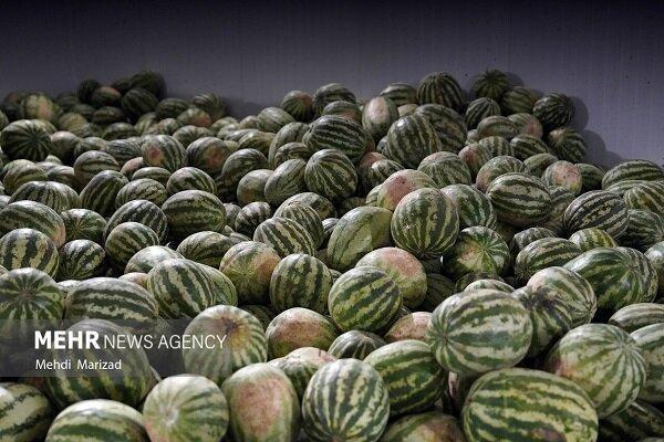 برداشت هندوانه از مزارع روستای پدل شهرستان بندرلنگه آغاز شد