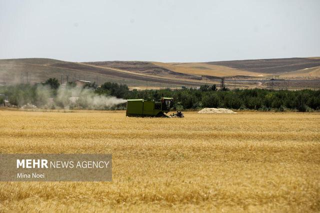 مرحله نخست پرداخت غرامت گندم‌کاران با واریز ۱۱۰۰ میلیارد تومان آغاز شد
