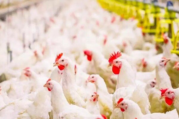 مجازات یک واحد مرغداری در بوئین زهرا