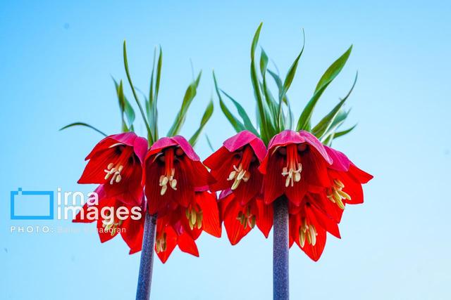 «عبدالله فیض‌جانی» دانش‌آموز کرمانشاهی که در مبارزه با استبداد به شهادت رسید