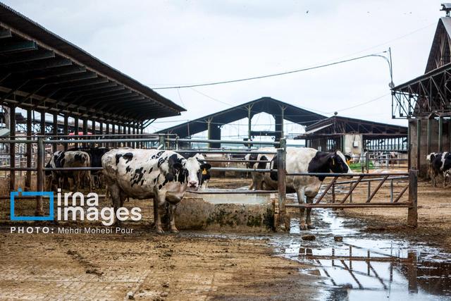 افزایش بهره‌وری تولید گوشت قرمز با اجرای روش فحلی در دامداری‌های کردستان