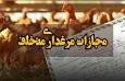 مجازات یک واحد مرغداری در بوئین زهرا