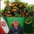 رتبه پنجم استان گیلان در تولید مرکبات کشور
