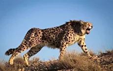 مشاهده یوزپلنگ ایرانی و چهار توله در پناهگاه حیات وحش میاندشت (فیلم)