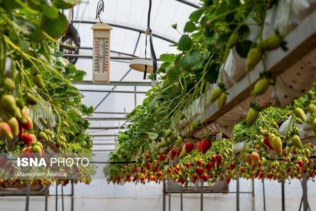 تولید ۲.۵ میلیون تن محصولات کشاورزی و دامی در البرز