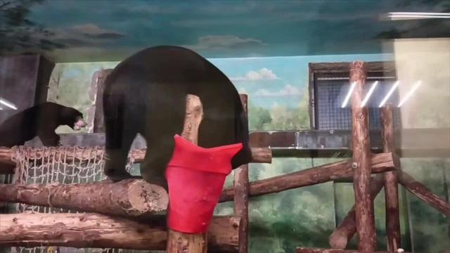 ببینید | خشم خرس باغوحش مسکو بخاطر چند سیب