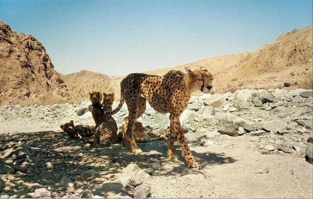 ببینید | ثبت تصویری یوز ماده و ۴ توله در خراسان شمالی