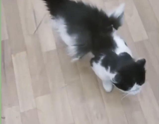 گربه بالدار در کرمان خبرساز شد /  اداره کل محیط زیست استان کرمان: تایید نمی کنیم