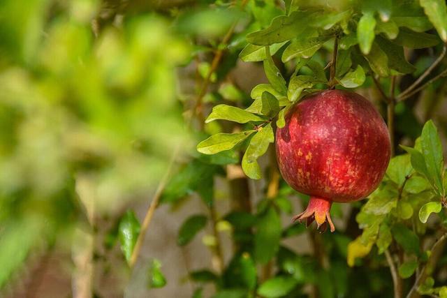 مصلحات انار چیست؟ ؛ بهترین مصلحات انار در طب سنتی